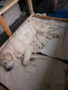 Rare Tatra Puppies - Loyal, Intelligent & Protective LGD - Photo 4