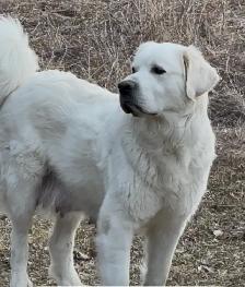 Rare Tatra Puppies - Loyal, Intelligent & Protective LGD - Photo 8