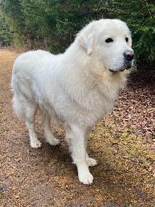 Rare Tatra Puppies - Loyal, Intelligent & Protective LGD - Photo 10