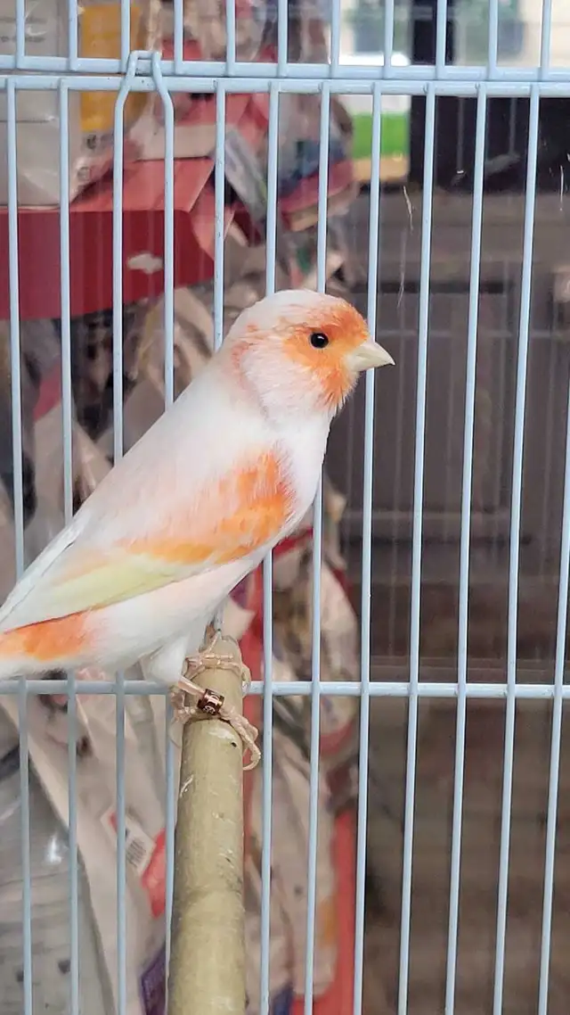 German roller and Mosaic canaries