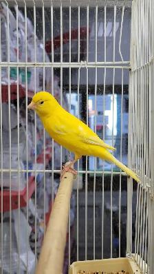 German roller and Mosaic canaries - Photo 2