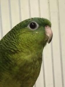 Green lineolated parakeet