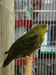 Green lineolated parakeet - Photo 2