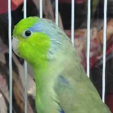Pacific green parrotlet