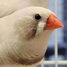 black chick zebra finch pair