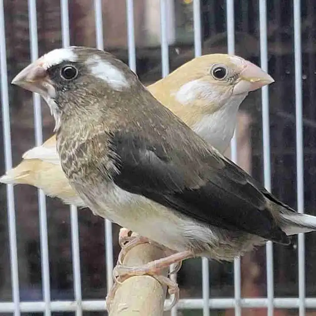 society Finch pair