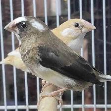 society Finch pair