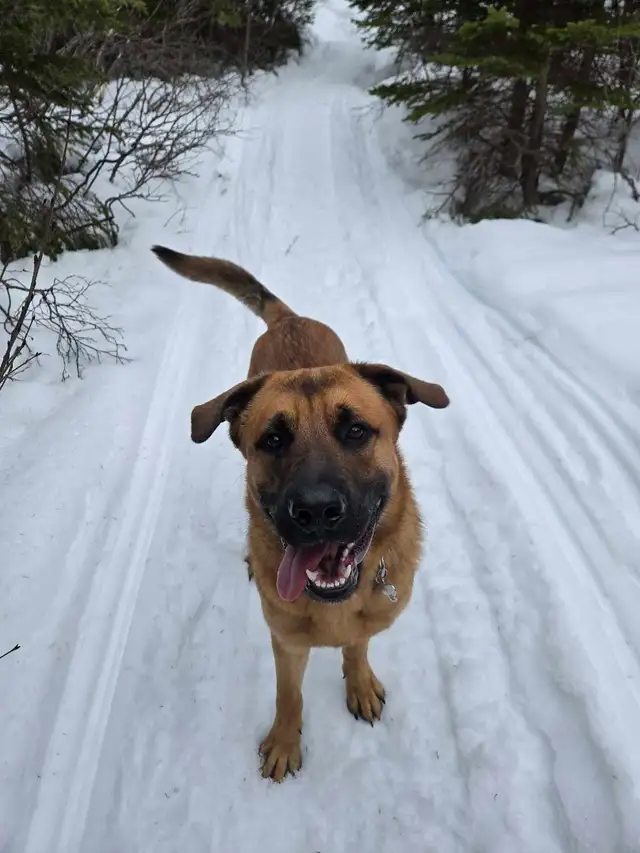 German Shepherd Cane Corso