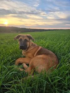 German Shepherd Cane Corso - Photo 2