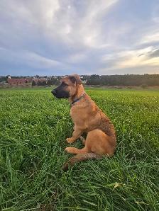 German Shepherd Cane Corso - Photo 3