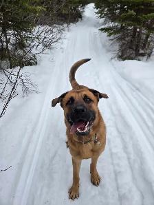 German Shepherd Cane Corso - Photo 4