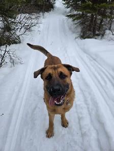 German Shepherd Cane Corso - Photo 5