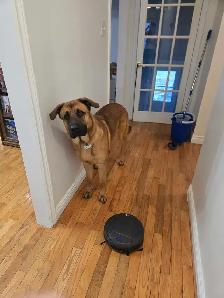 German Shepherd Cane Corso - Photo 6