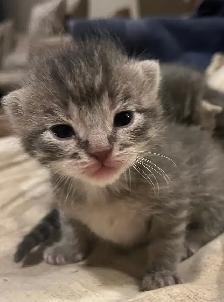 ST. PATRICK’S DAY BABY KITTENS - Pickering