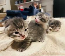 ST. PATRICK’S DAY BABY KITTENS - Pickering - Photo 3