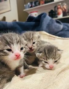 ST. PATRICK’S DAY BABY KITTENS - Pickering - Photo 4