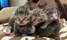 ST. PATRICK’S DAY BABY KITTENS - Pickering - Photo 5
