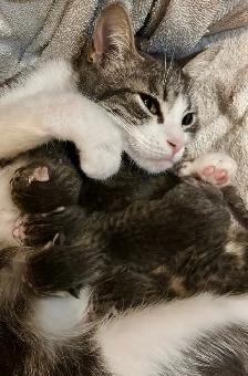 ST. PATRICK’S DAY BABY KITTENS - Pickering - Photo 6