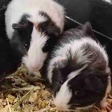 baby guinea pigs