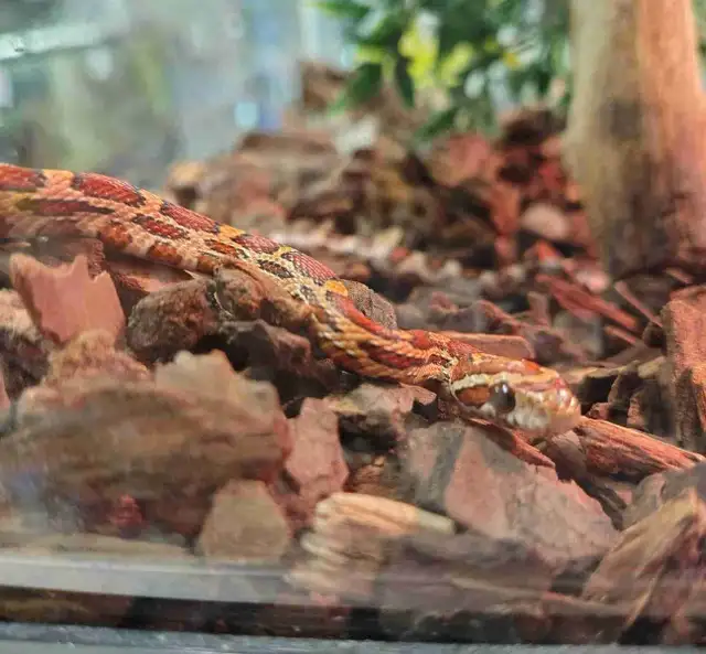 baby corn snake
