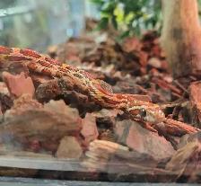 baby corn snake