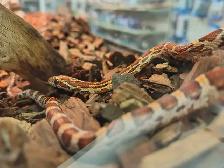 baby corn snake - Photo 2