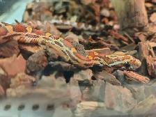 baby corn snake - Photo 3