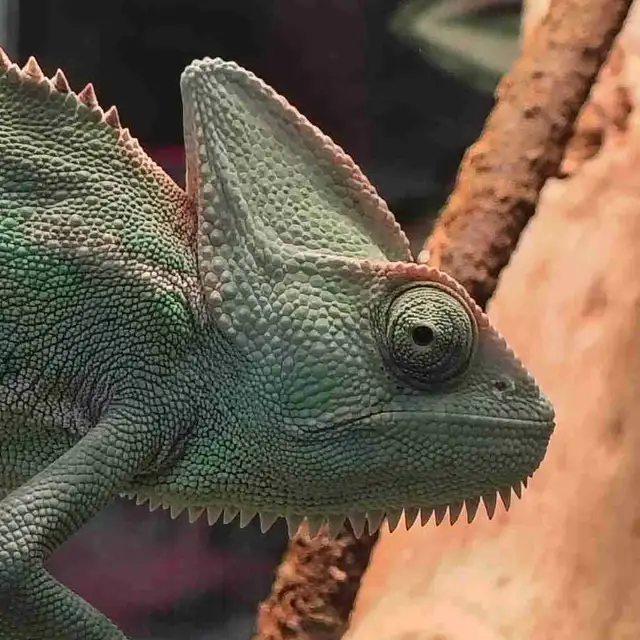 baby veiled chameleon
