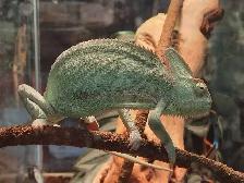 baby veiled chameleon - Photo 2