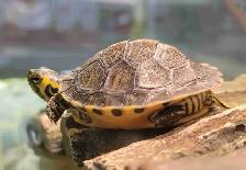 baby yellow belly cooter turtles