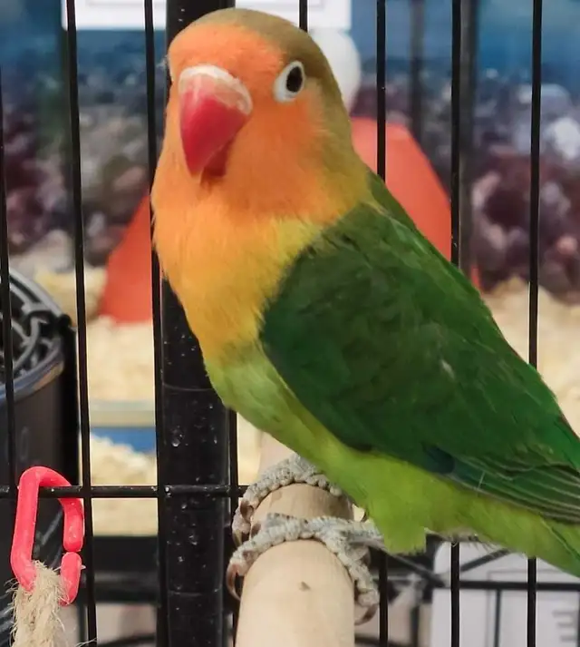baby green Fisher lovebird