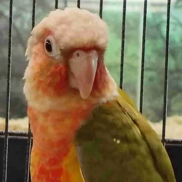 high red pineapple conure