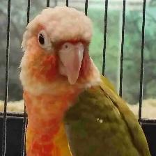 high red pineapple conure