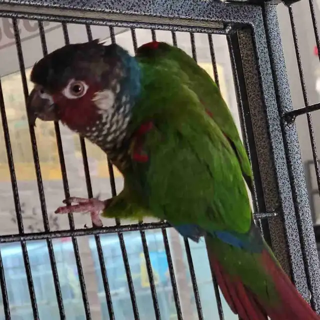 painted conure