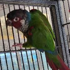 painted conure
