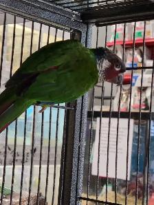 painted conure - Photo 3