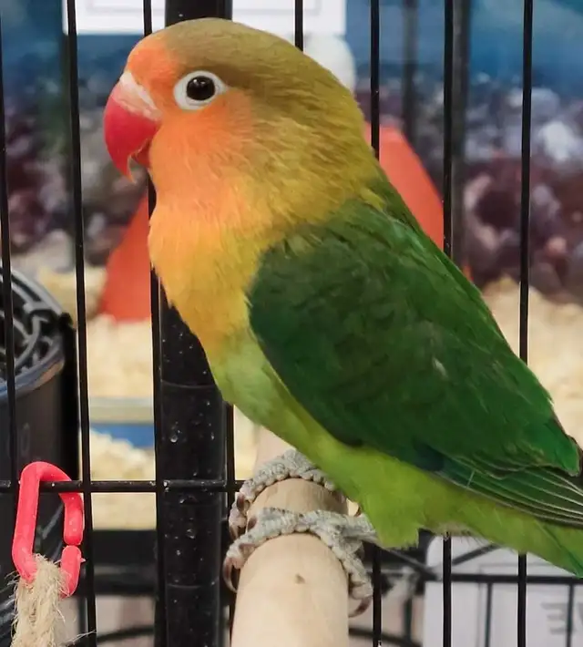 green Fisher lovebird