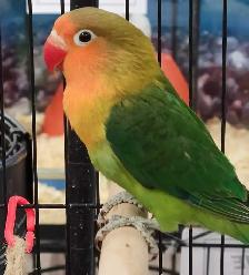green Fisher lovebird