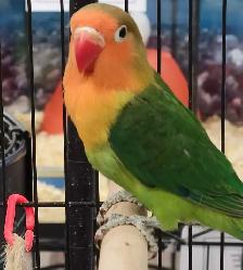 green Fisher lovebird - Photo 2