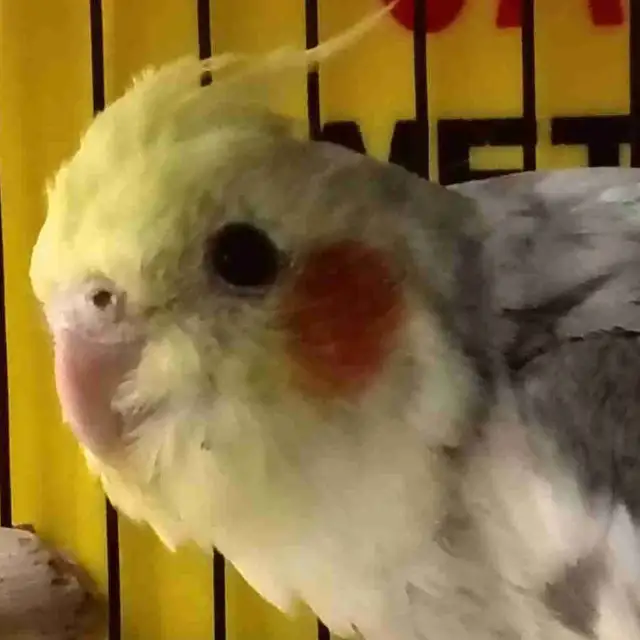 baby pied cockatiel