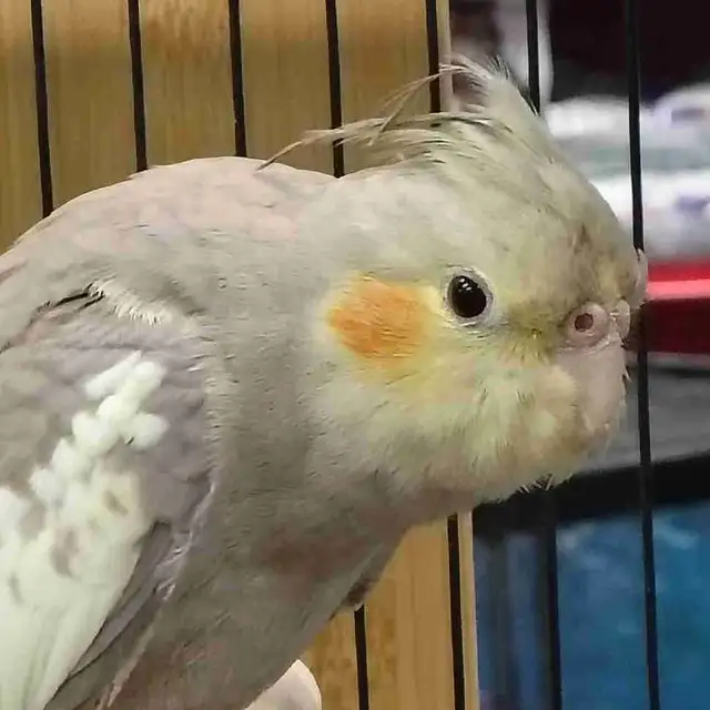 cinnamon cockatiel