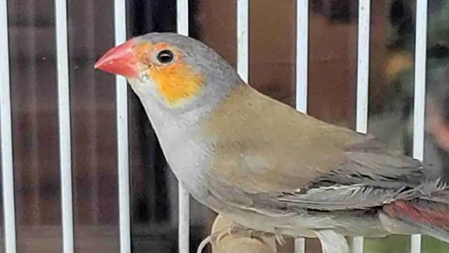 orange cheek wax Bill finches