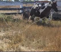 green broke 5 yr old mate