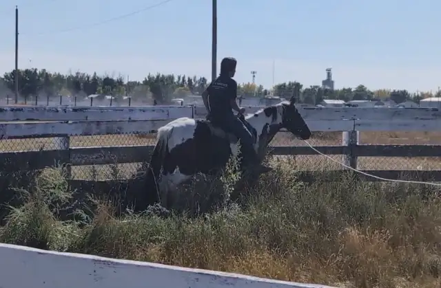 green broke 5 yr old mate - Photo 2