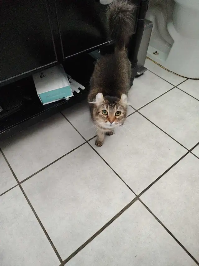 chatte 2 ans highland lynx