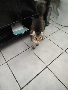 chatte 2 ans highland lynx