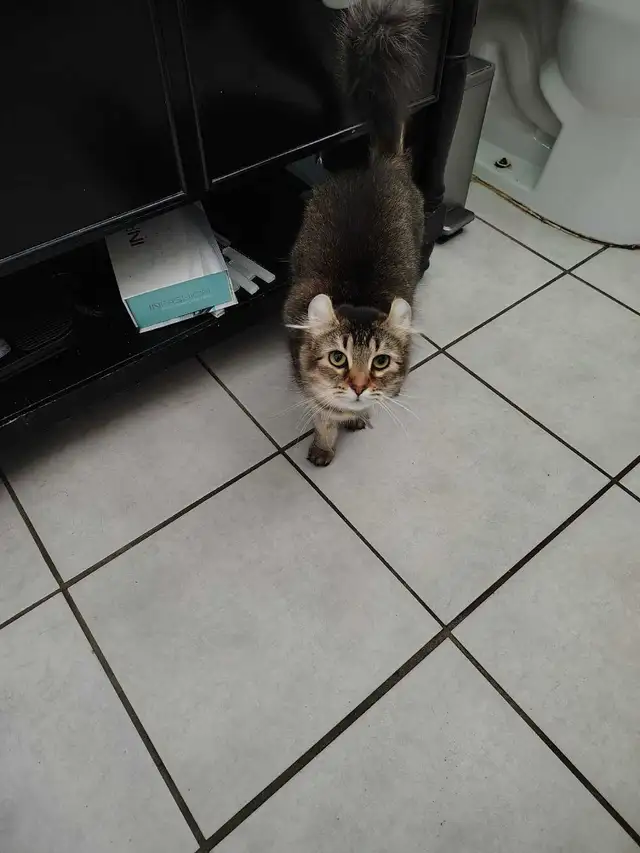 chatte 2 ans highland lynx - Photo 2