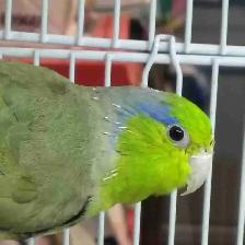 Pacific green Parrotlet