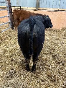 Limousin Bull - Photo 2