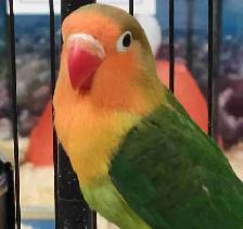 green Fisher lovebird